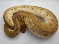 12AUMCL MOJO CLOWN MALE 340G 4500 083.jpg