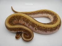 12AUSPINCAL MALE 150G 1800 019.jpg