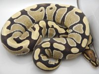 12 153 DESERT GHOST HET HYPO FEMALE 620G 5K 079.jpg