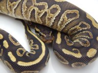 12 272 MOJO SABLE FEMALE 210G 800 069.jpg