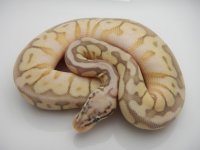 12 282 KILLERBEE LESSER FEM 140G 2200 015.jpg