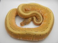 12AUSPINGHO FEMALE 320G 2K 036.jpg