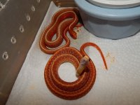 Eastern erythristic albino and albino flame 2.jpg