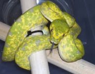 GTP2.jpg