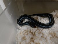 Similis adult male neon blue 6 7 2013 2.jpg