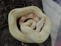 albino boa.jpg