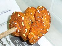 Green Tree Python.jpg