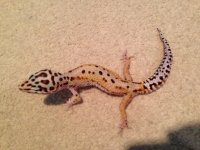 lizard 2.jpg