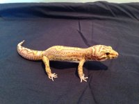 lizard 6.jpg