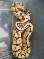 IMG_20130613_181111.jpg