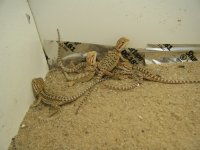 DSCF3751.jpg