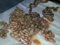 Sharp Boa Litter.jpg