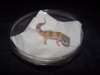 BABY1HYPO.JPG