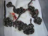 snakes 6.jpg