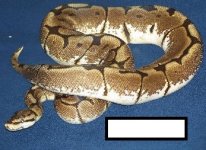 _wsb_347x253_Wilbur+1.JPG