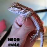 neonmale2.jpg