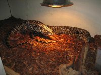 Big tegu male 1.jpg