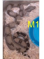 06-07M1bb boa.JPG