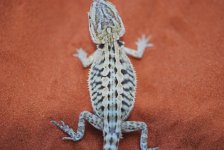 baby dragons for sale june 2010 002.jpg