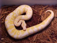 Female Albino Ball Python.jpg