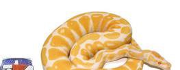 female albino ball python 2.jpg