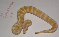 female albino ball python 3.jpg