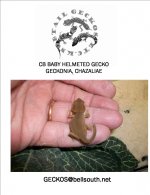 HELMETED 1.jpg