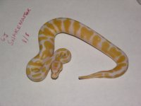 albino.jpg
