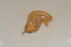 snakes 10 079.jpg