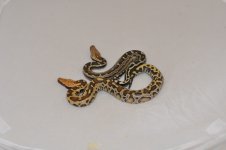 snakes 10 083.jpg