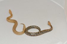 snakes 10 049.jpg