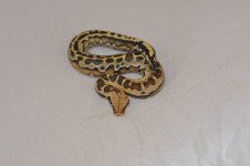 snakes 10 063.jpg