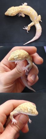 MBD_raptor.jpg
