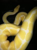 Starbuck050613.JPG