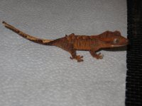 IMG_2081.jpg