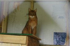 topaz3.jpg