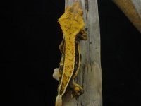 DSC00261.jpg