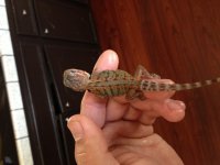 IMG_0345[1].jpg