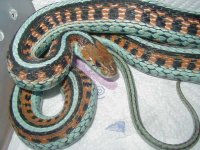 California red sided adult female neon blue LTC 5  01 25 2009.JPG