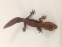 ppgecko1.jpg