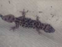 atgecko1.jpg