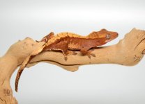DSC_5051.jpg