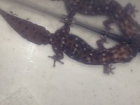 atgecko2.jpg