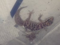 atgecko3.jpg