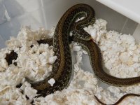 Scotts garter huge adult female 2.jpg