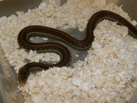 Scotts garter huge adult female 1.jpg