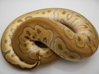 12AUMCL MOJO CLOWN MALE 340G 4500 086.jpg