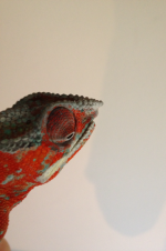 photo 3.PNG