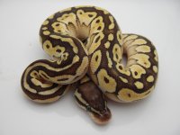 12AUPL PAS LESS MALE 110G 300 057.jpg