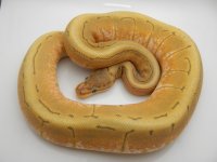 12AUSPINGHO FEMALE 320G 2K 036.jpg
